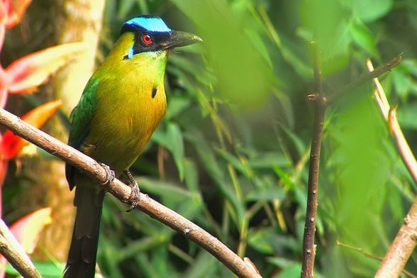 Avistamiento de aves Filandia 2