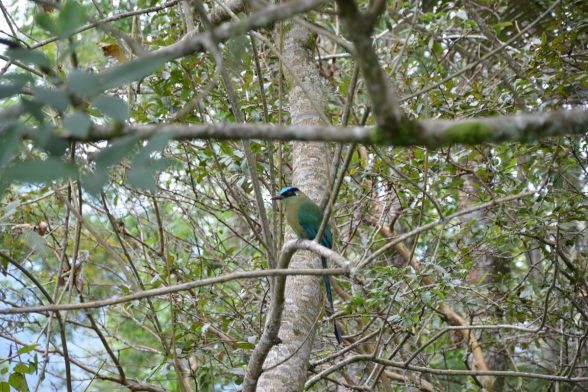 Avistamiento de aves Filandia 4