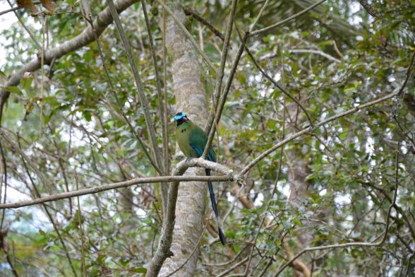 Avistamiento de aves Filandia 6