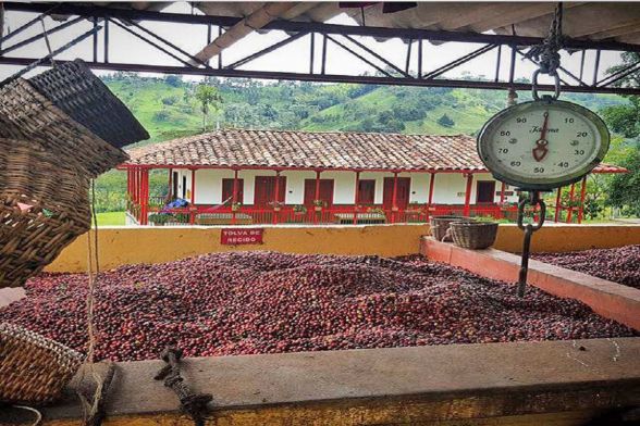 Recorrido por la cultura Cafetera 5