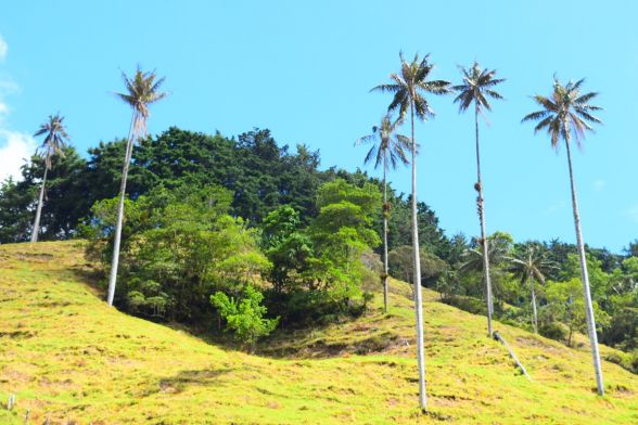 Entre Bosques y Montañas 5