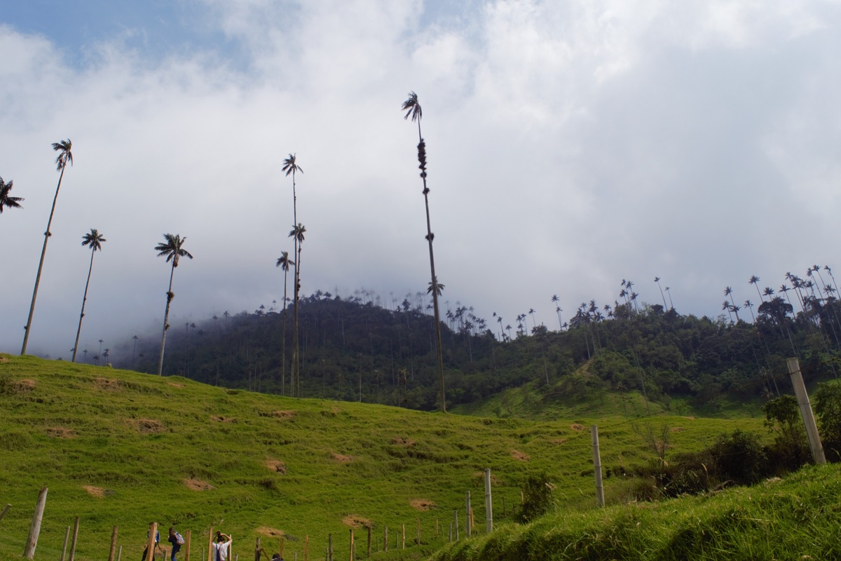 Salento, Valle del Cocora y Filandia