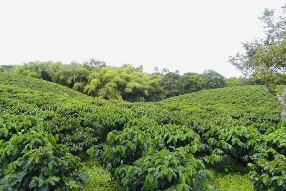 Tour Mundo de la Finca Cafetera 4