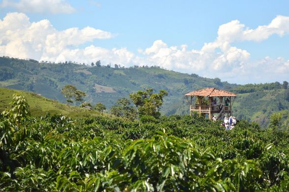 Finca de Cafe 6