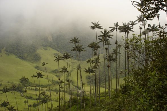 Trekking Salento, Cocora y Boquia 3