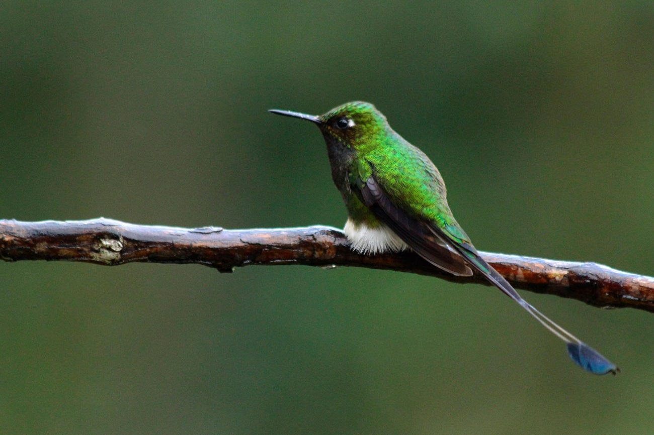 Birding & Trekking 2