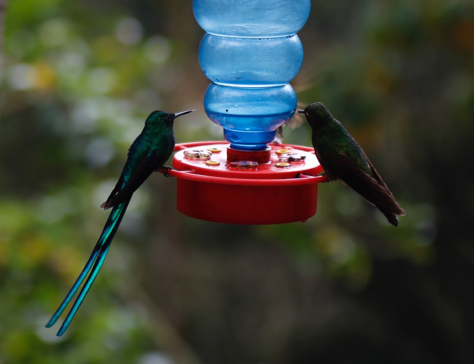 TREKKING ACAIME Y CASA COLIBRÍ