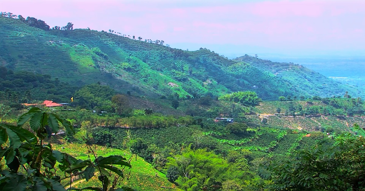 Nature and Coffee Landscape 2