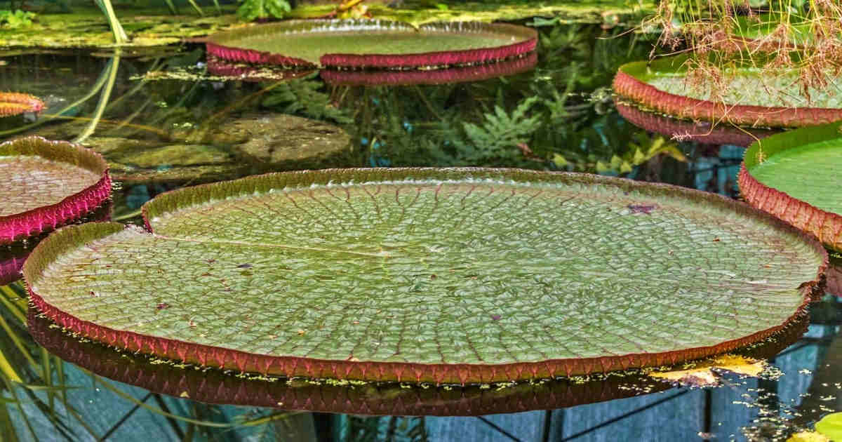 Reserva Natural Amazonas Lodge