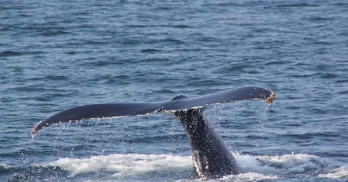 Avistamiento de Ballenas