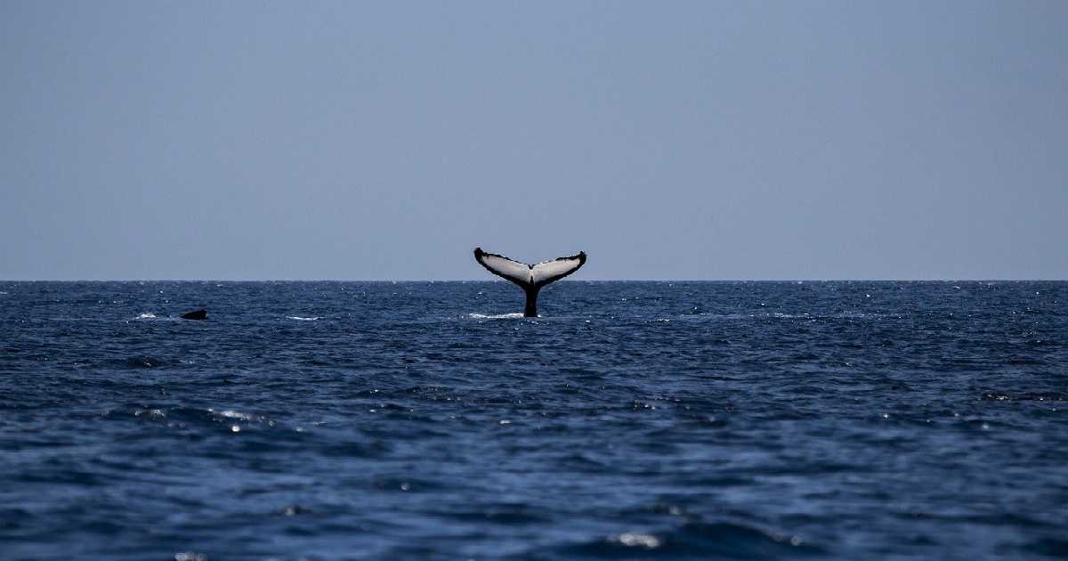 Segundo Avistamiento de ballenas